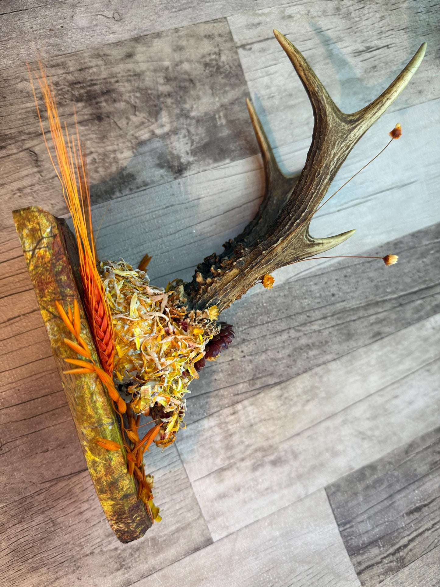 Dried Flowers Decorated Deer Skull Wall Decor Responsibly Sourced Orange Yellow - Ceredigion Dreadlocks