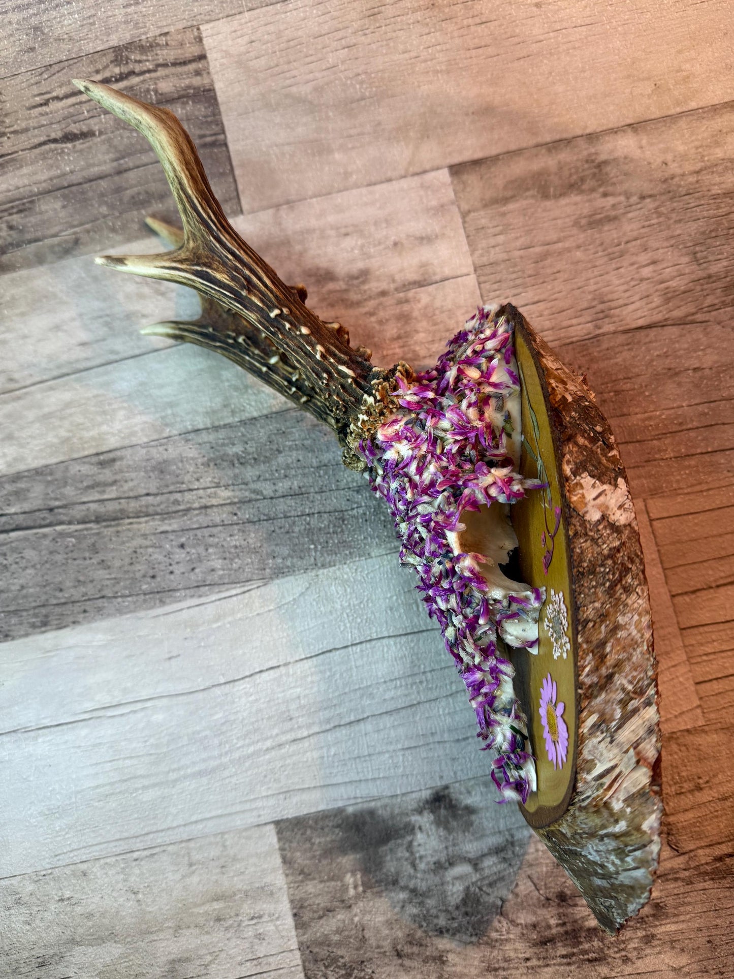 Dried Flowers Decorated Deer Skull Wall Decor Responsibly Sourced Pink Purple Lavender - Ceredigion Dreadlocks