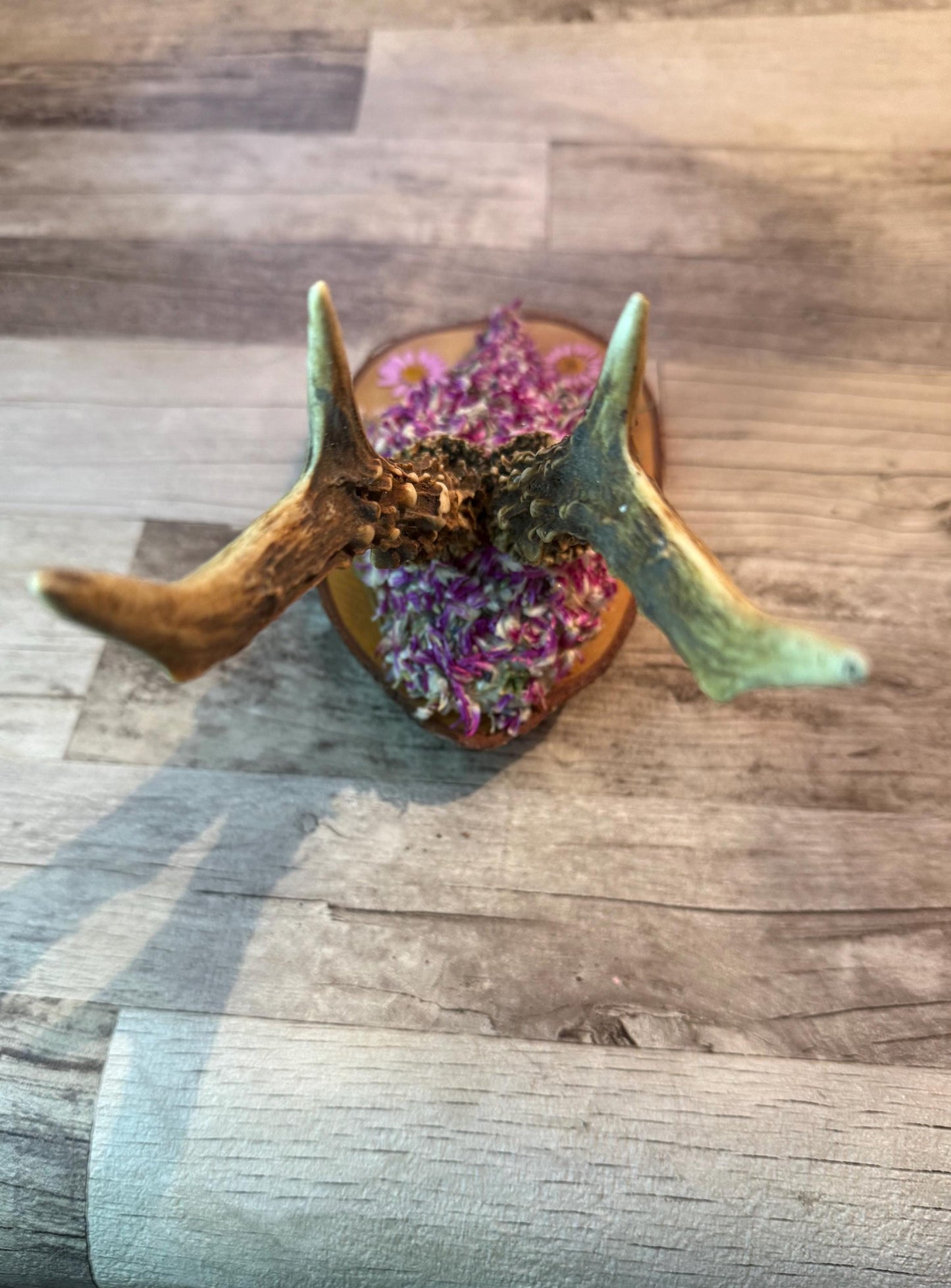 Dried Flowers Decorated Deer Skull Wall Decor Responsibly Sourced Pink Purple Lavender - Ceredigion Dreadlocks