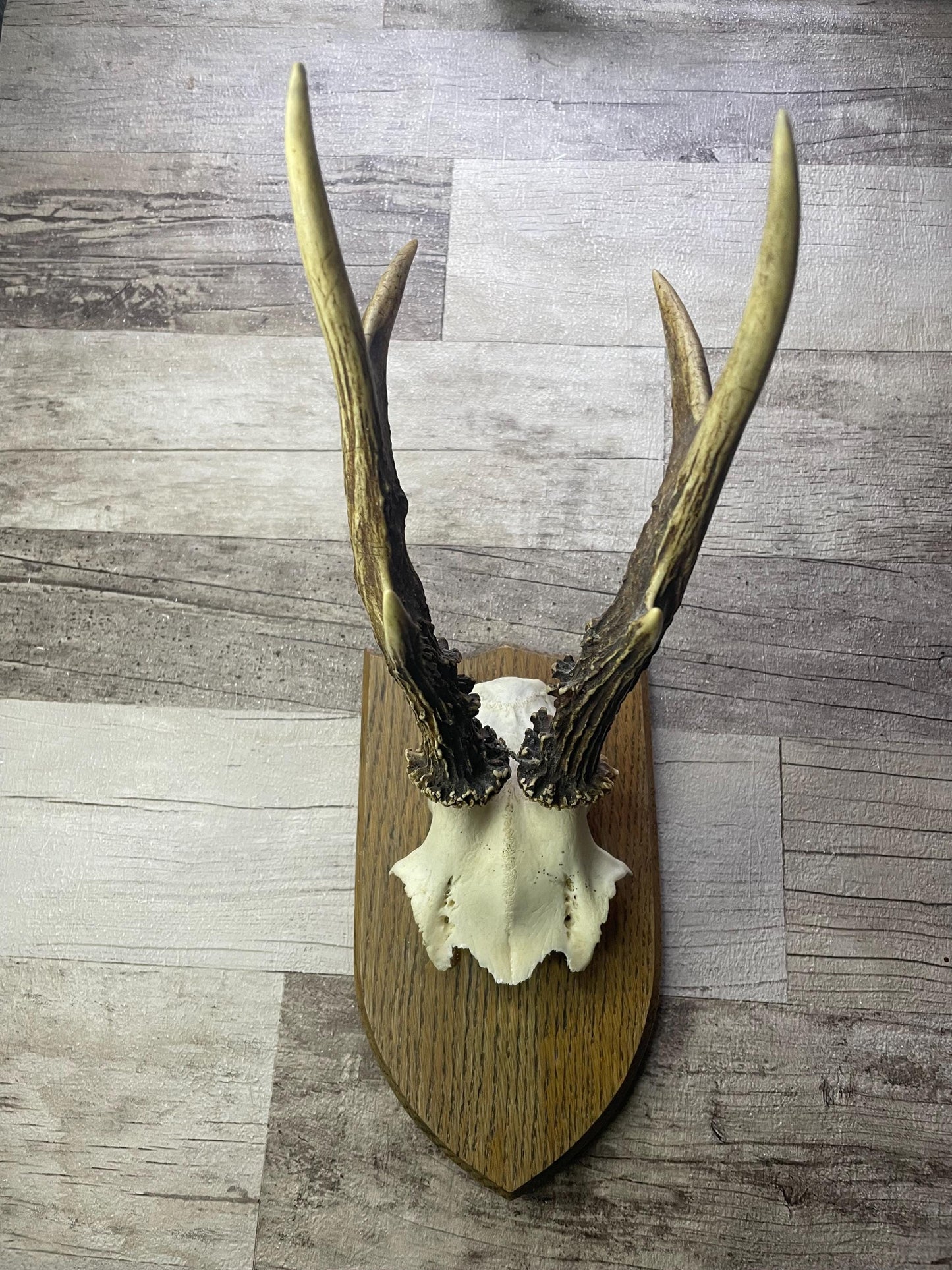 Dried Flowers Decorated Deer Skull Wall Decor Responsibly Sourced Orange Yellow - Ceredigion Dreadlocks