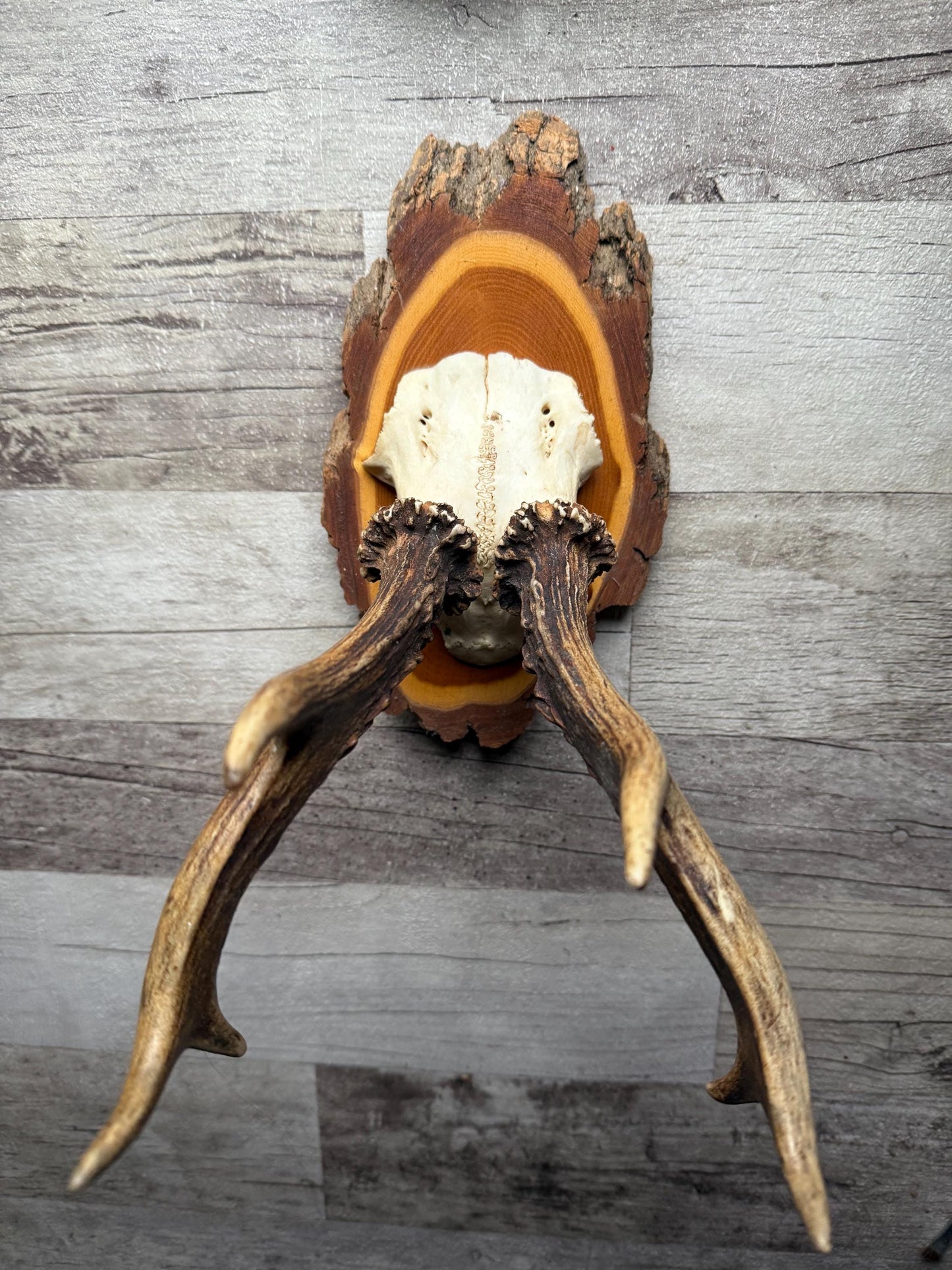 Dried Flowers Decorated Deer Skull Wall Decor Responsibly Sourced Plum Rose