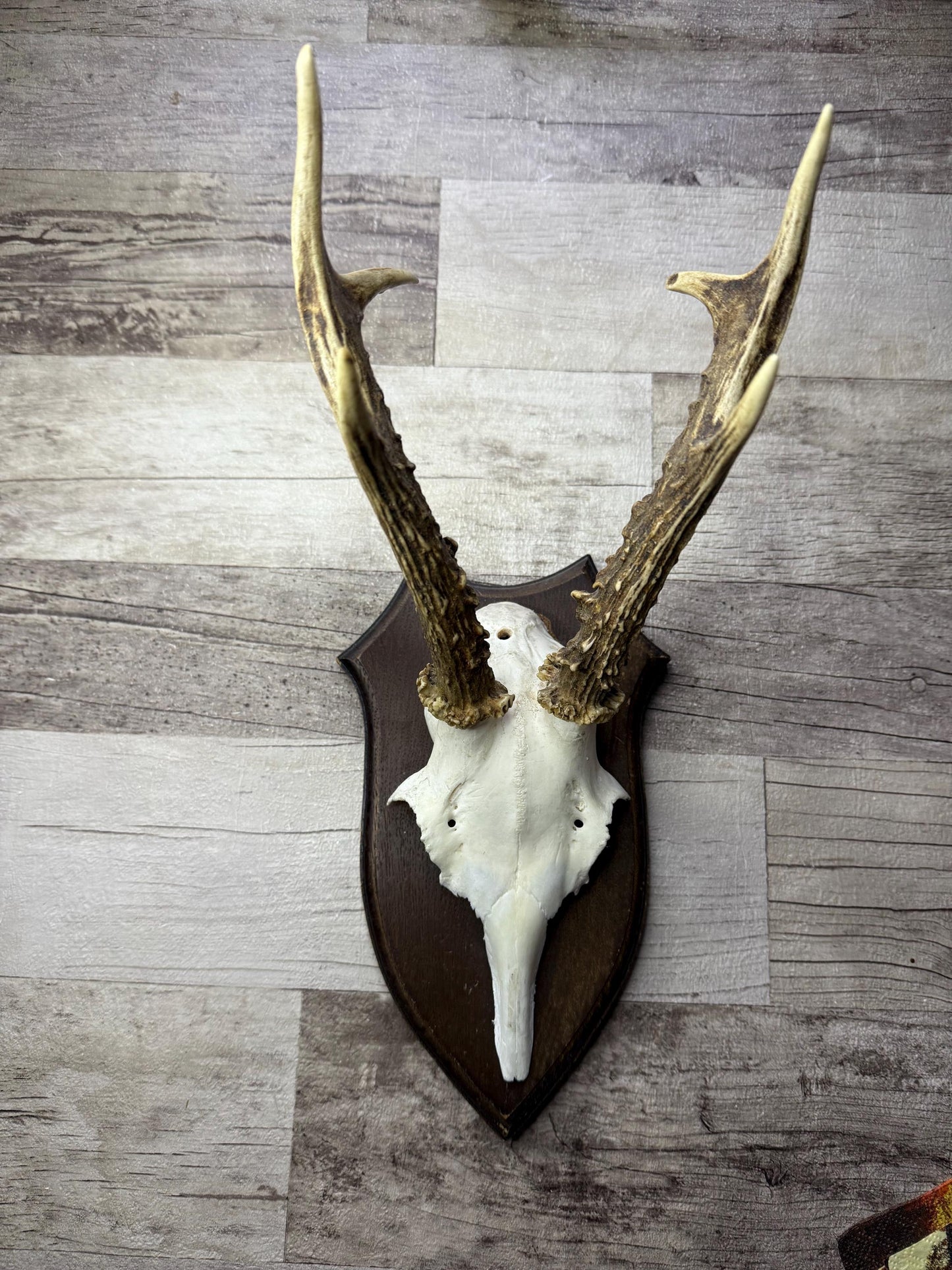 Dried Flowers Decorated Deer Skull Wall Decor Responsibly Sourced Blue