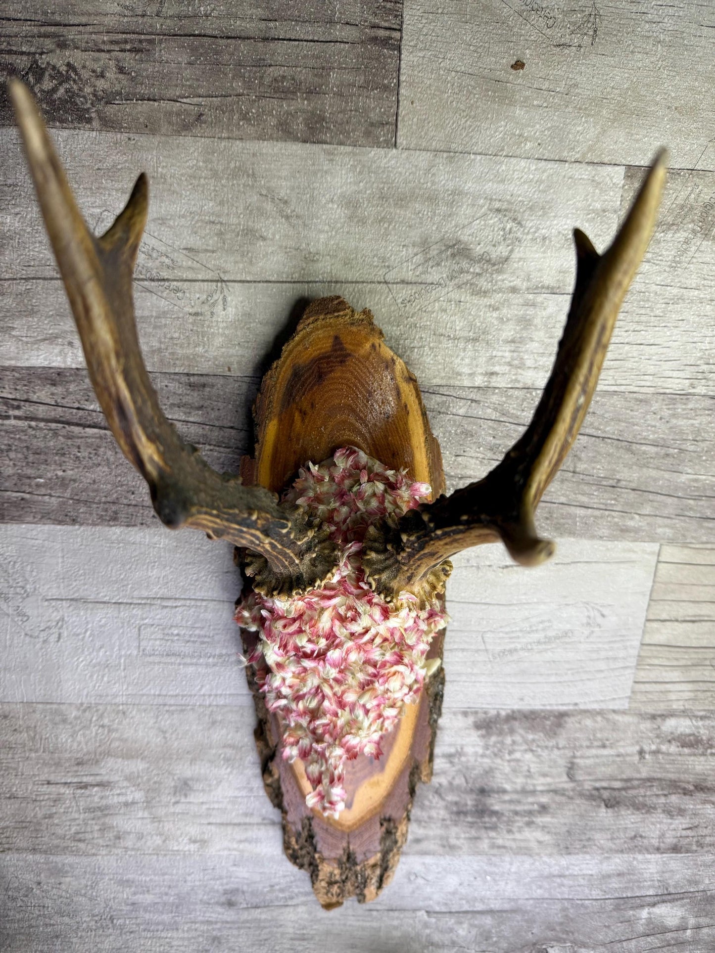 Dried Flowers Decorated Deer Skull Wall Decor Responsibly Sourced Pink White