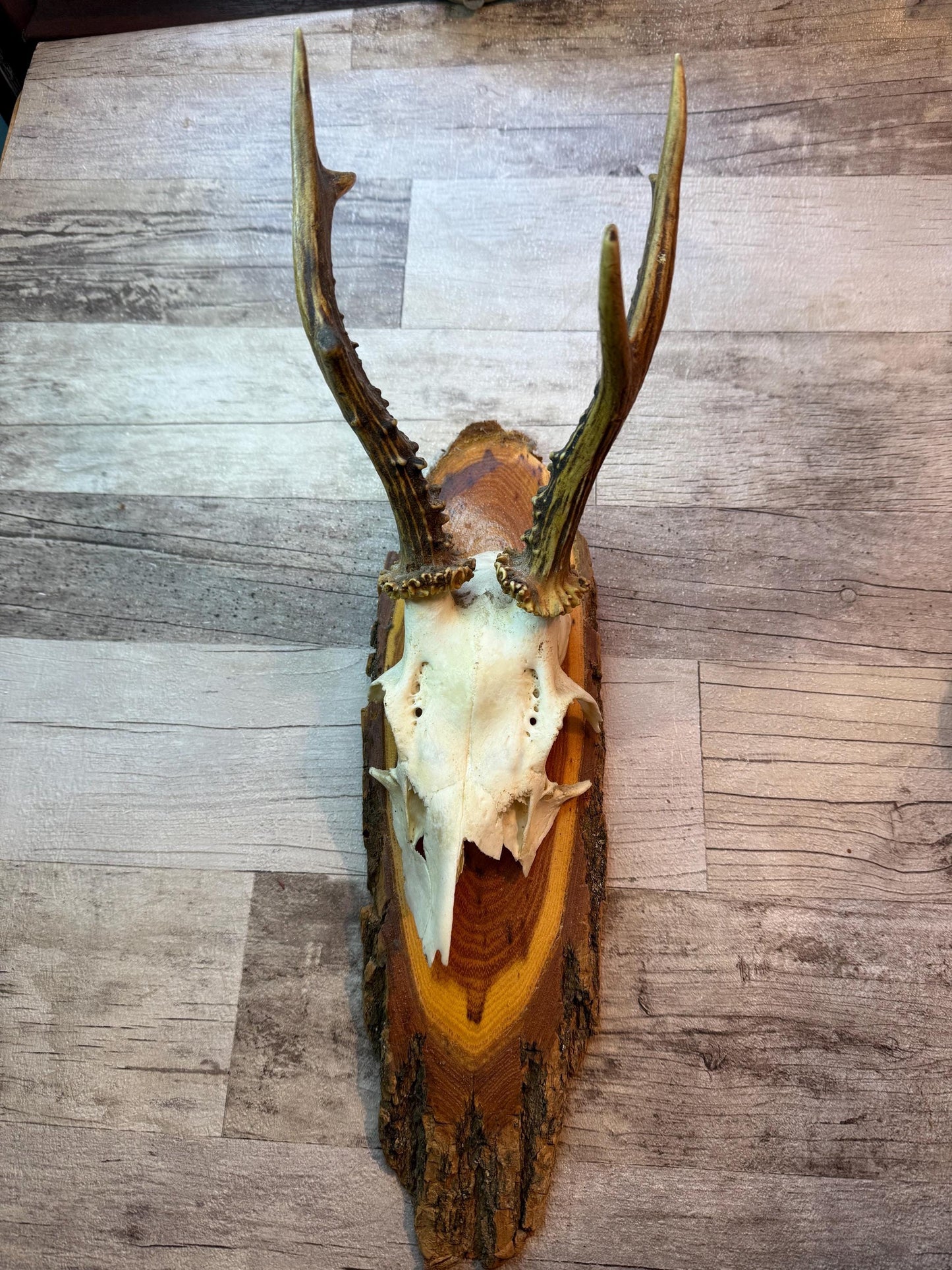 Dried Flowers Decorated Deer Skull Wall Decor Responsibly Sourced Pink White
