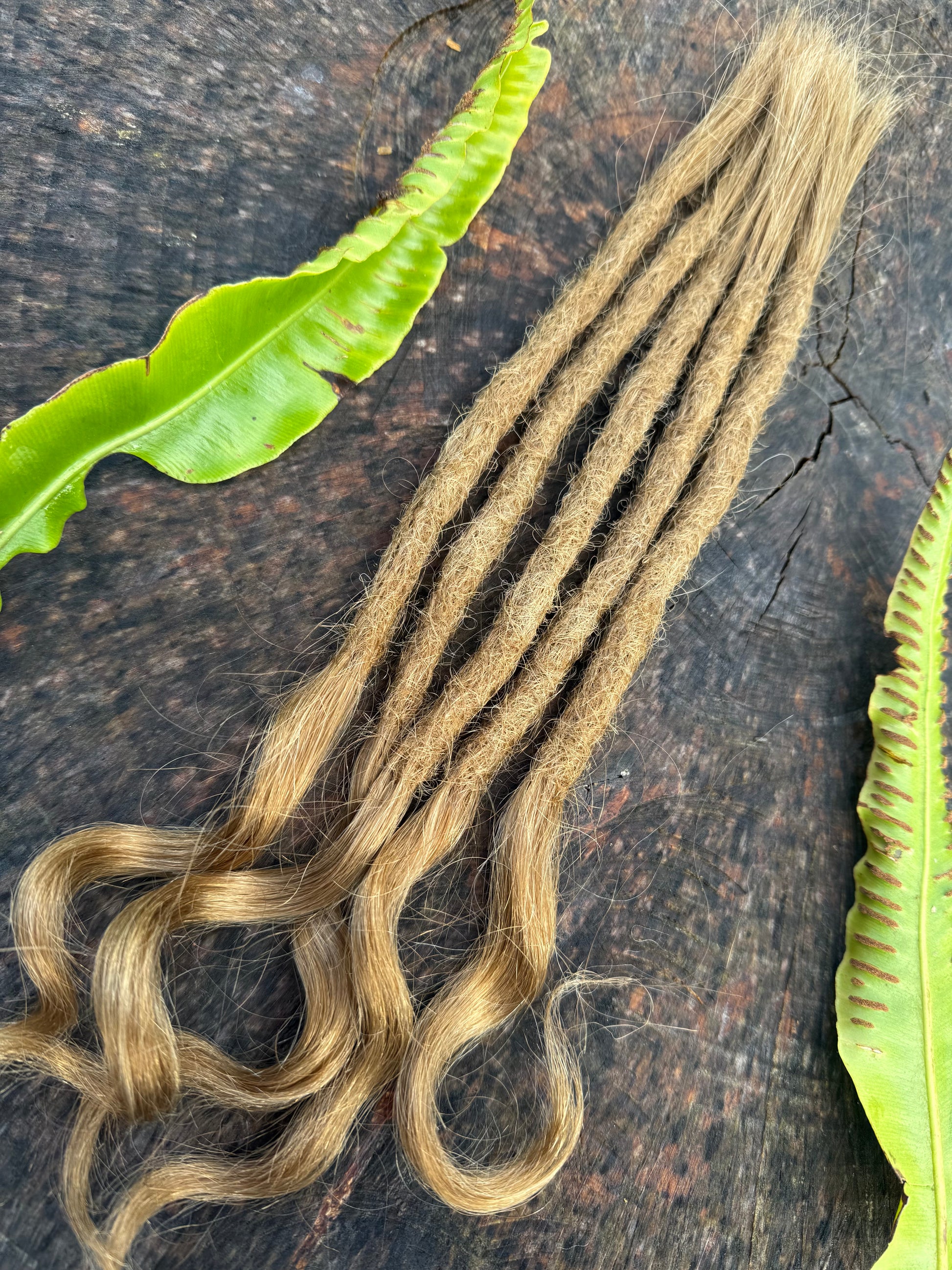 Golden Blonde 15 Inch Curly Extensions - Ceredigion Dreadlocks