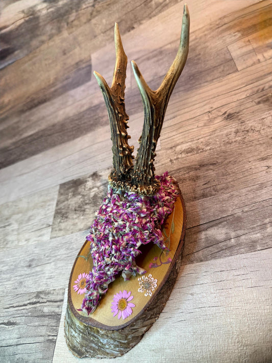 Dried Flowers Decorated Deer Skull Wall Decor Responsibly Sourced Pink Purple Lavender - Ceredigion Dreadlocks