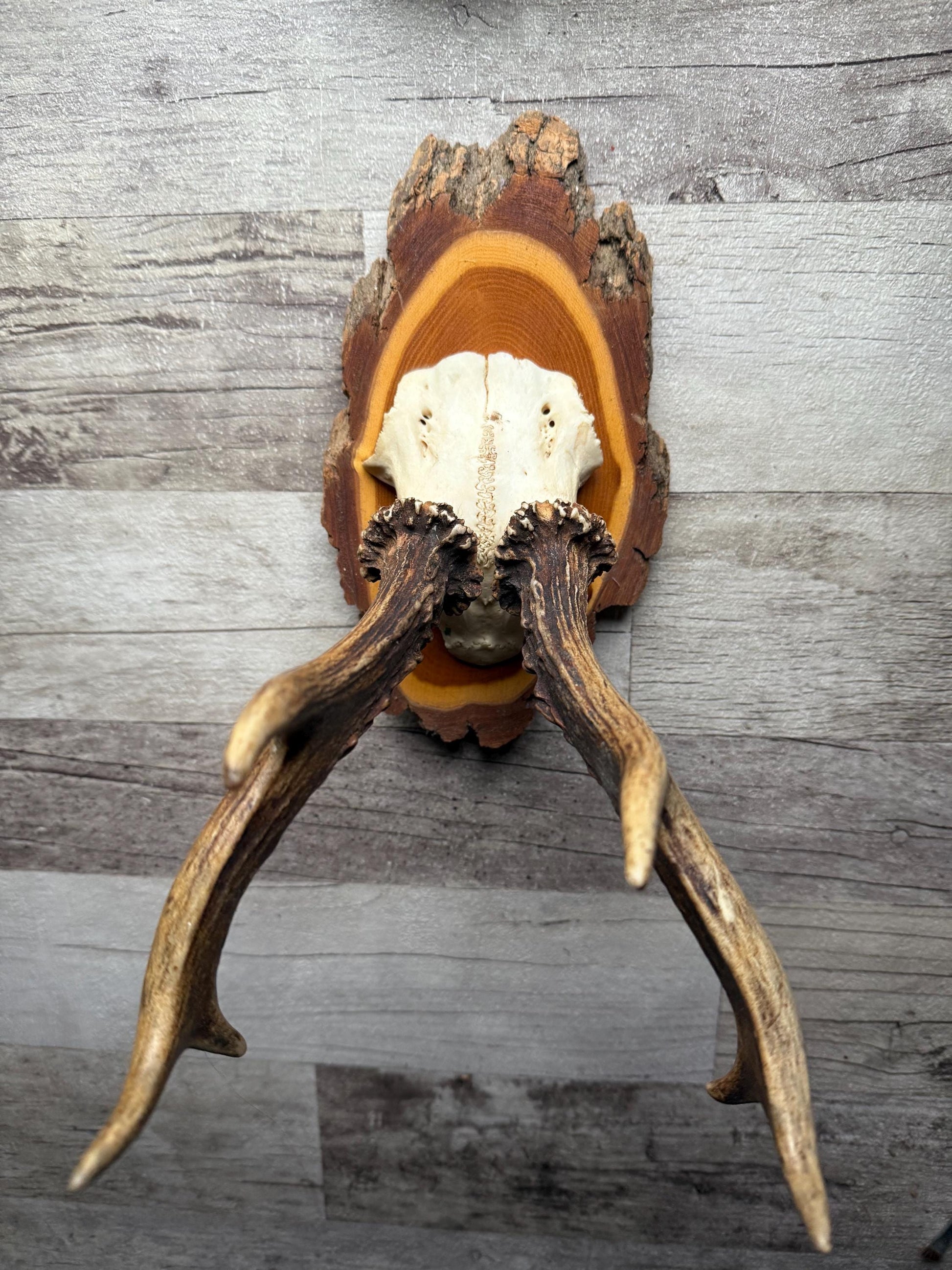 Dried Flowers Decorated Deer Skull Wall Decor Responsibly Sourced Plum Rose