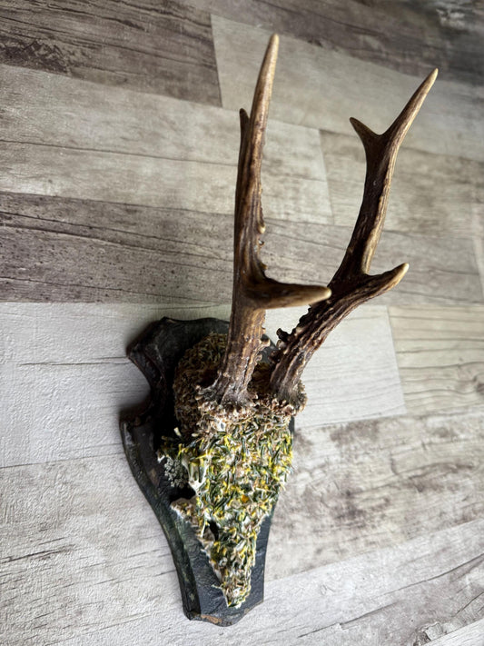 Dried Flowers Decorated Deer Skull Wall Decor Responsibly Sourced Green
