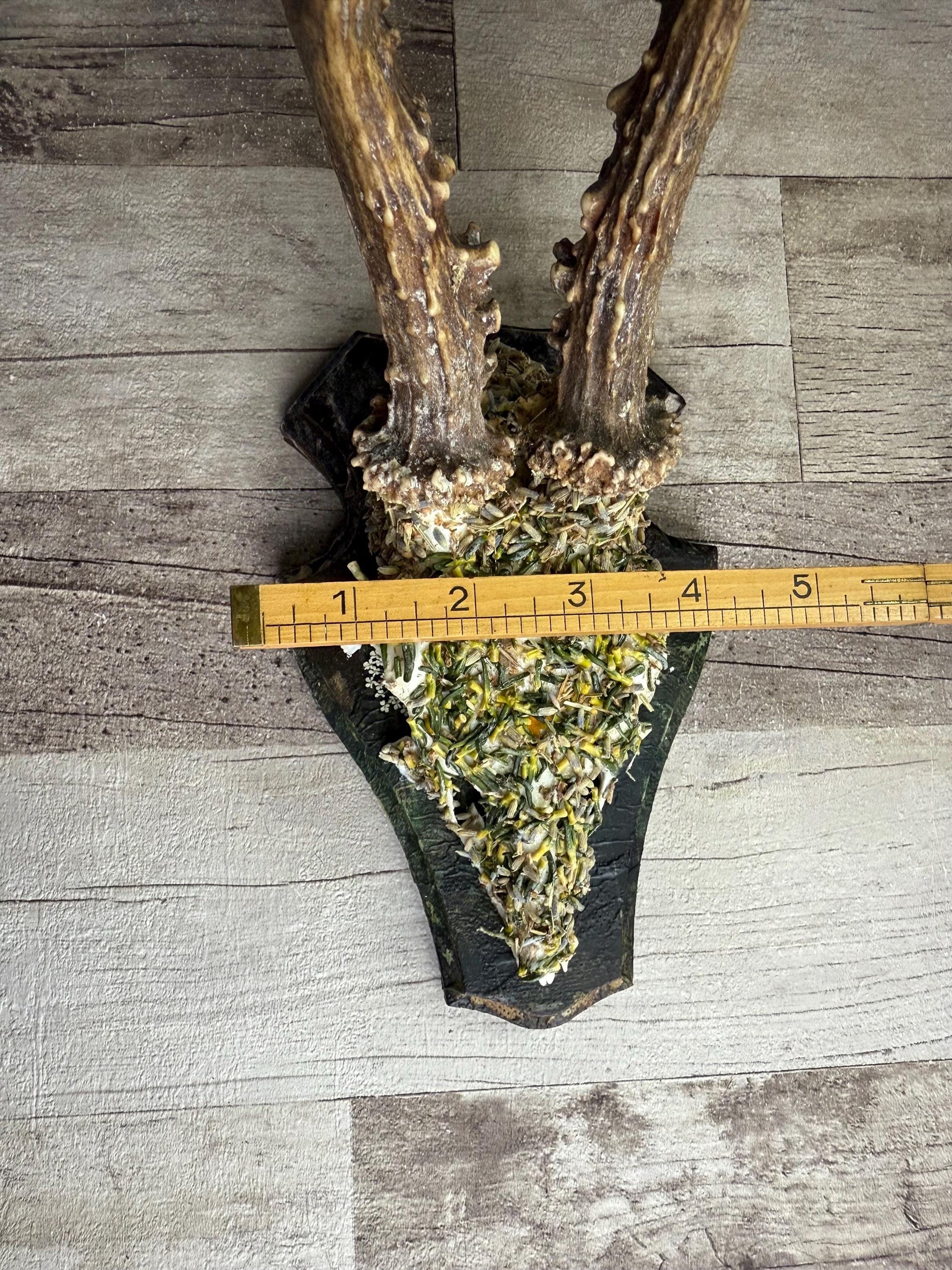 Dried Flowers Decorated Deer Skull Wall Decor Responsibly Sourced Green