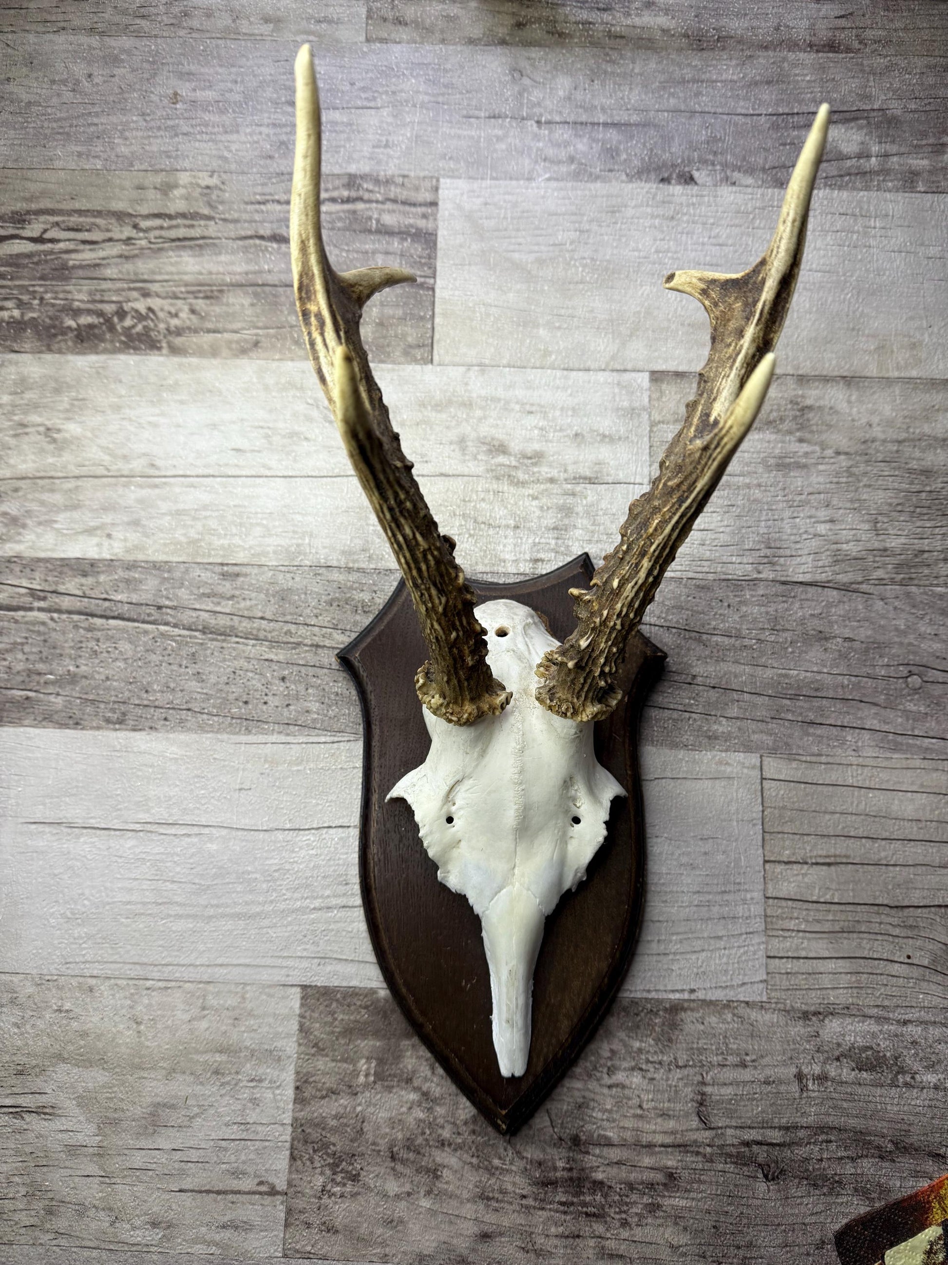 Dried Flowers Decorated Deer Skull Wall Decor Responsibly Sourced Blue